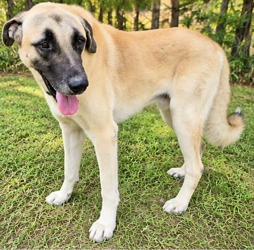 Enlarge Brutus, a Adoptable mixed breed in Jackson, MI image 3/5