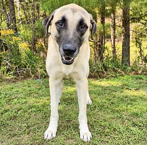 Enlarge Brutus, a Adoptable mixed breed in Jackson, MI image 5/5