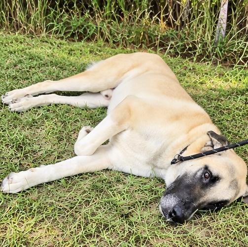 Enlarge Brutus, a Adoptable mixed breed in Jackson, MI image 4/5