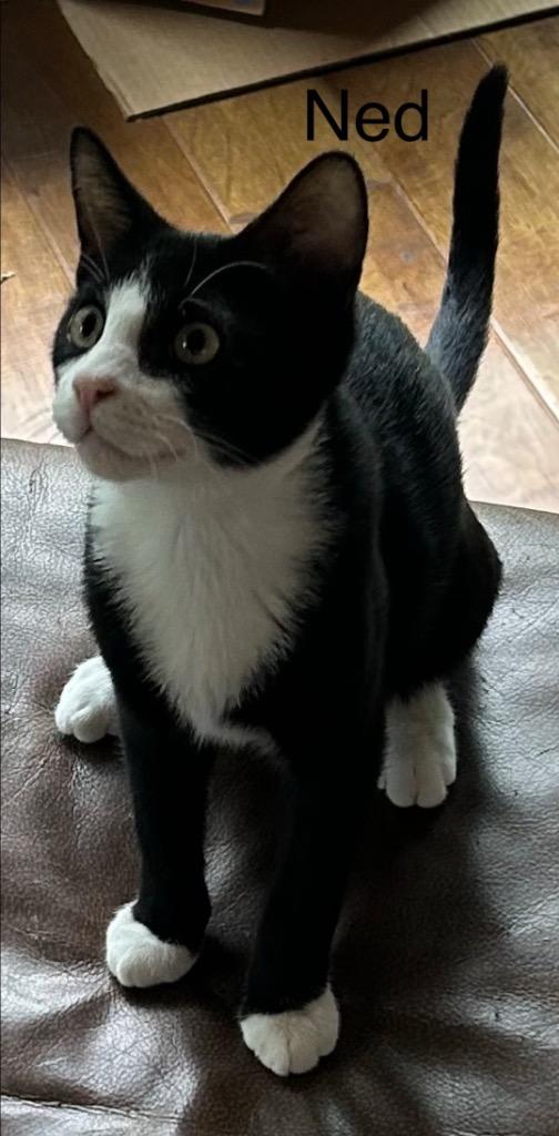 Ned, Adoptable, Kitten Male Domestic Short Hair.