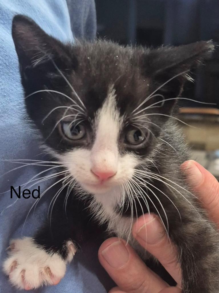 Enlarge Ned, a Adoptable mixed breed in Spring, TX image 2/2