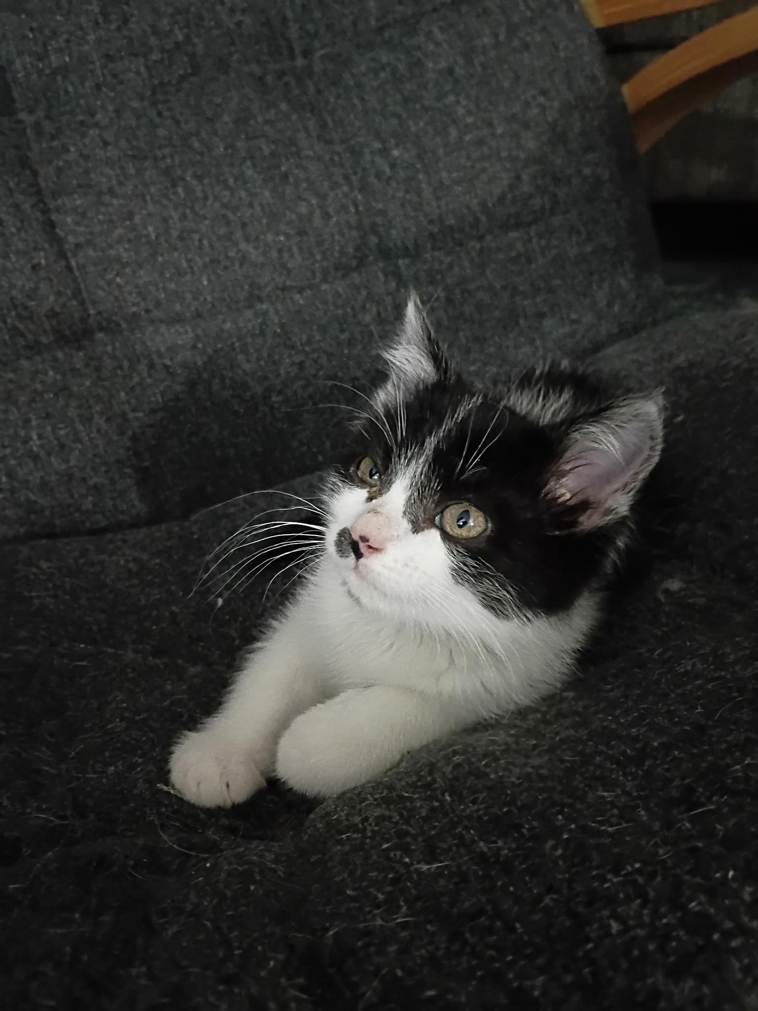 Mudgie, ADOPTABLE, Kitten Female Domestic Short Hair.