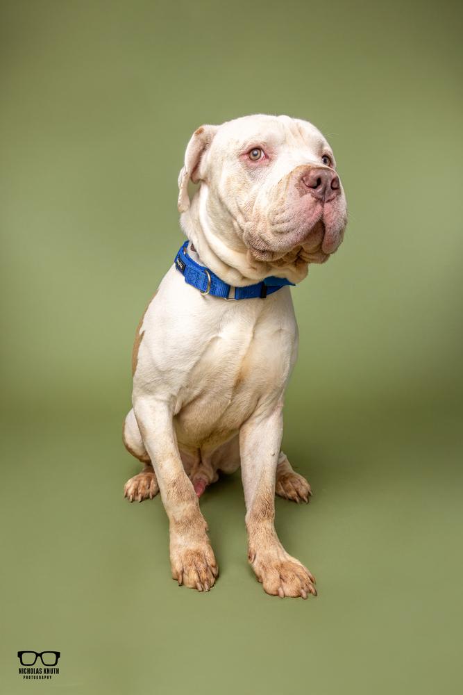 Gus, Adoptable, Young Male Shar-Pei.