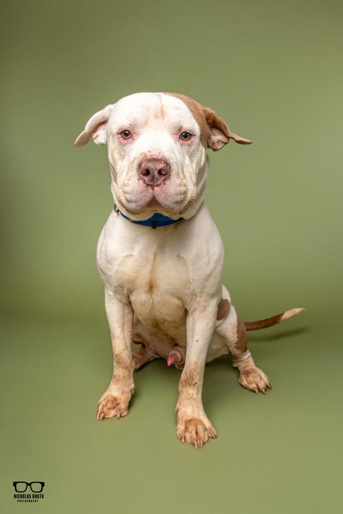 Enlarge Gus, a Adoptable mixed breed in Palatine, IL image 2/6