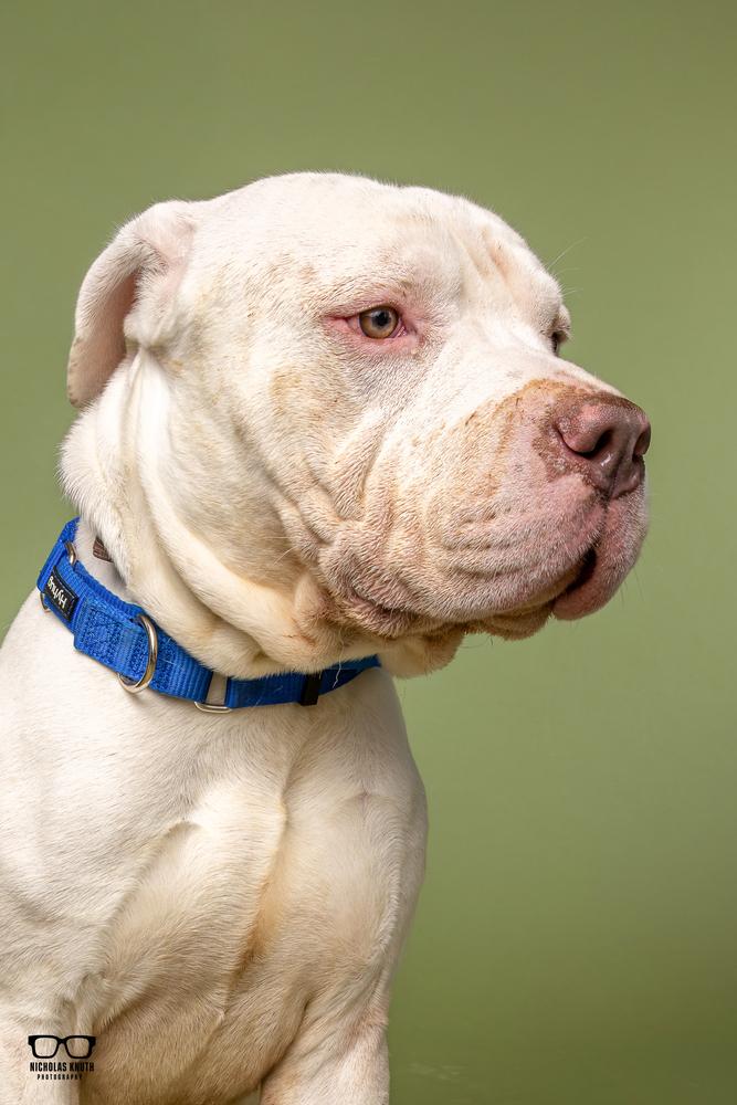 Enlarge Gus, a Adoptable mixed breed in Palatine, IL image 3/6