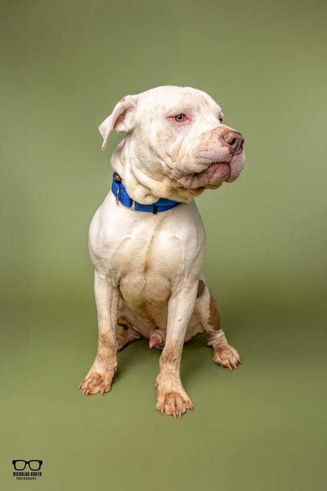Enlarge Gus, a Adoptable mixed breed in Palatine, IL image 4/6