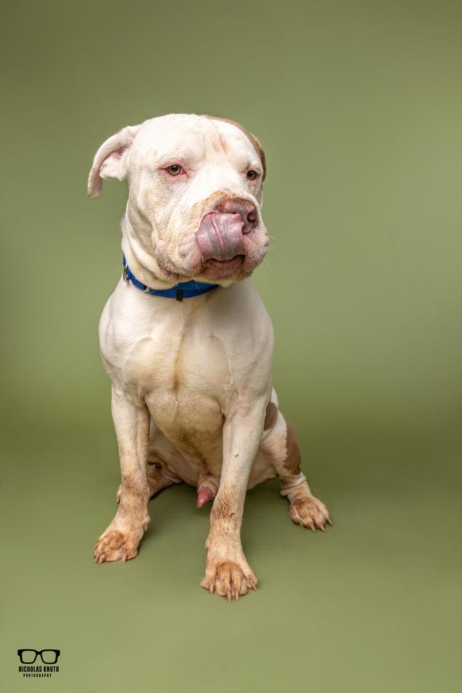 Enlarge Gus, a Adoptable mixed breed in Palatine, IL image 5/6