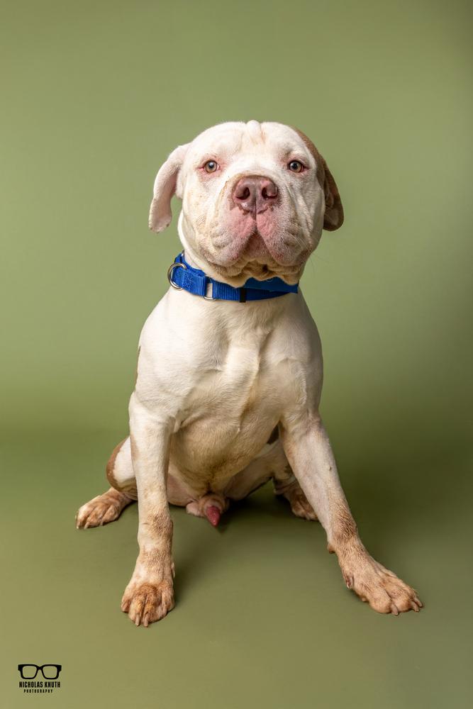 Enlarge Gus, a Adoptable mixed breed in Palatine, IL image 6/6