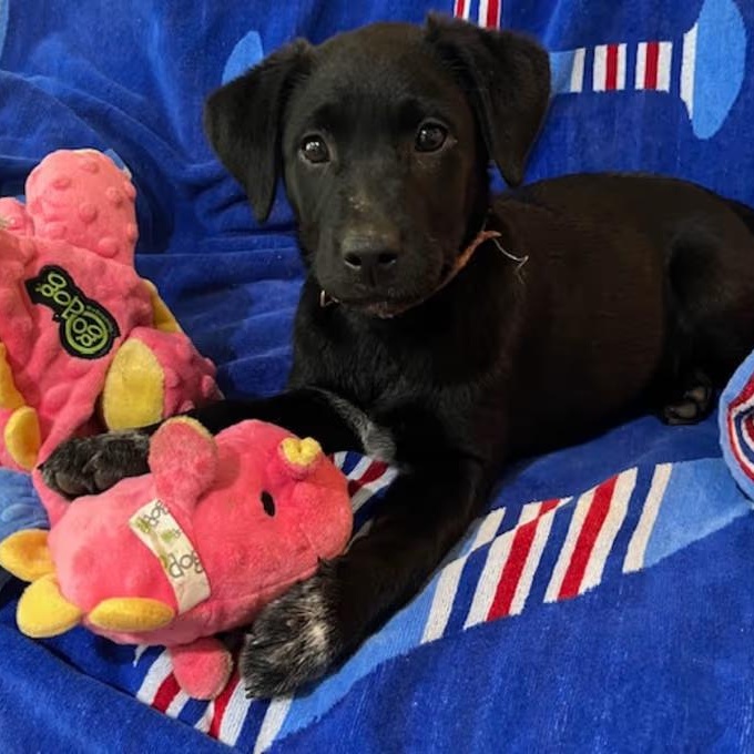 Kelsea Ballerini, ADOPTABLE, Young Female Mixed Breed.