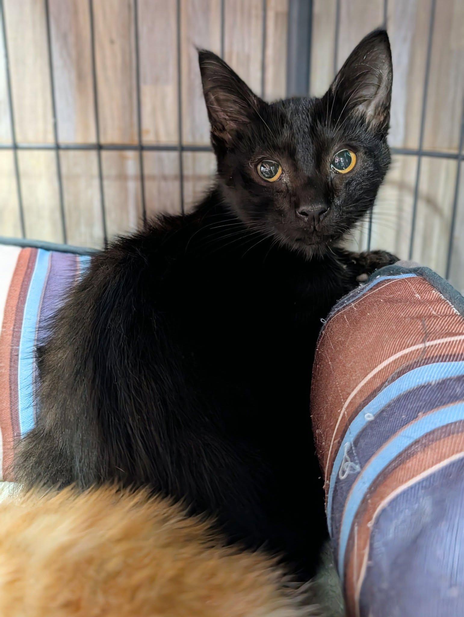 Simon, ADOPTABLE, Kitten Male Domestic Short Hair.