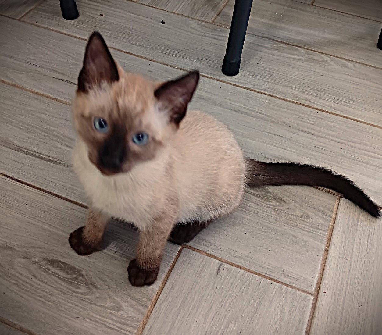 Peter, Adopted, Kitten Male Siamese.