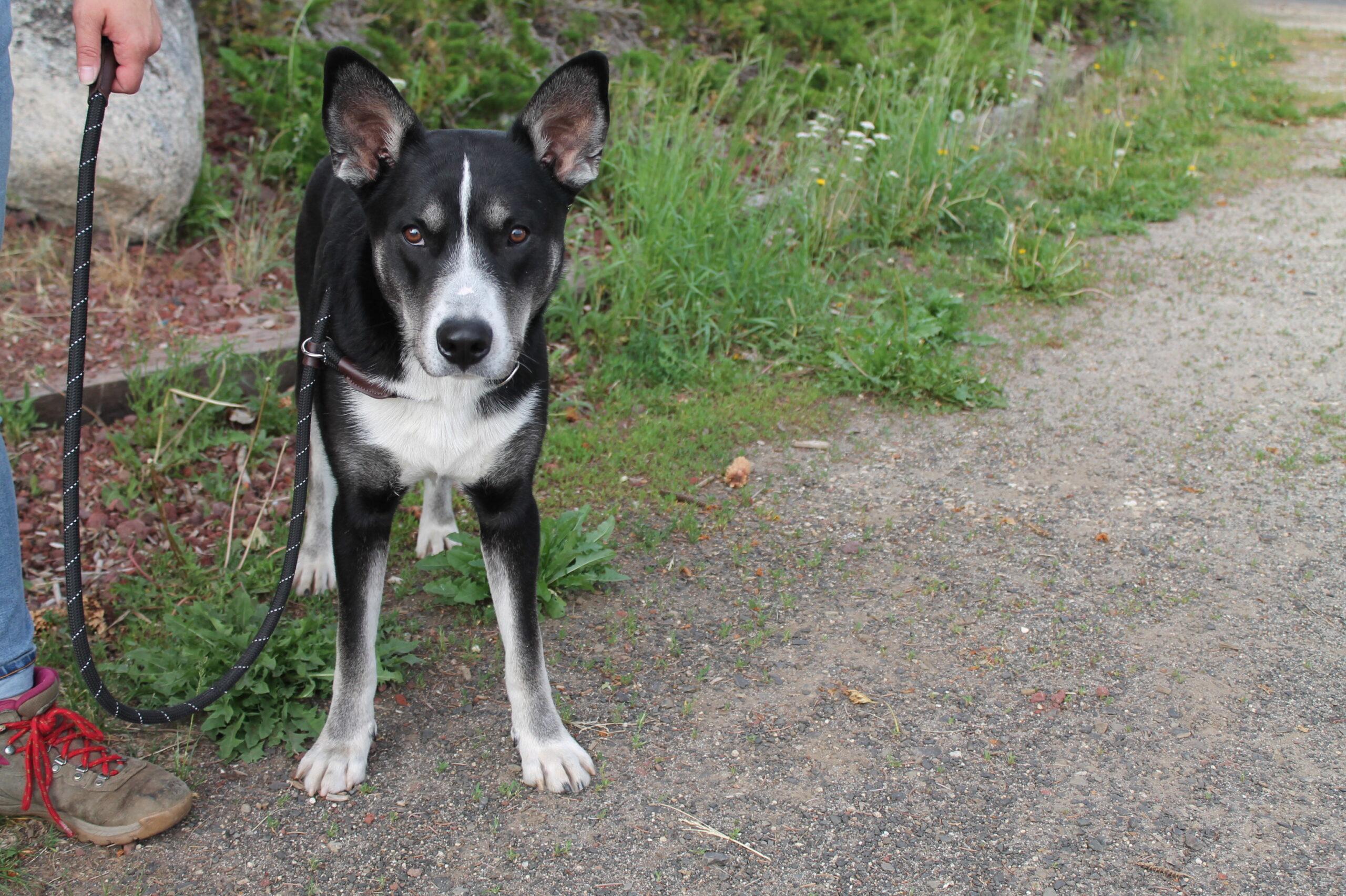 Enlarge Big Ears, a ADOPTABLE mixed breed in McCall, ID image 1/1