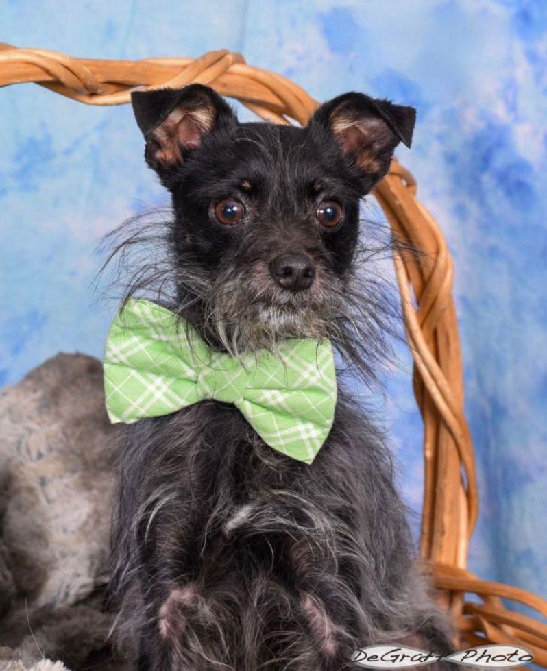 Paddy, Adopted, Young Male Affenpinscher & Chihuahua.