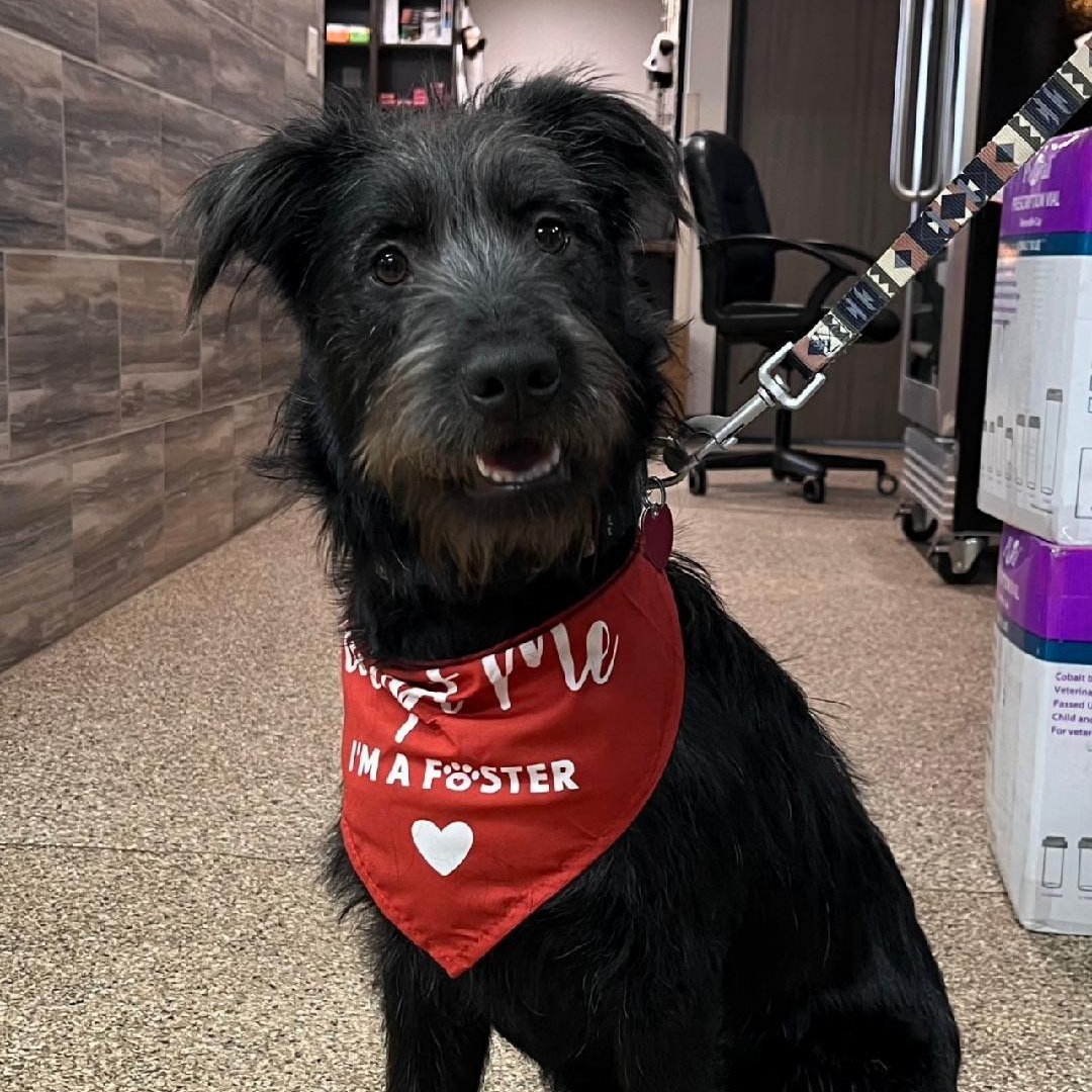 Eddy, an adoptable Terrier in Dickinson, ND, 58601 | Photo Image 4