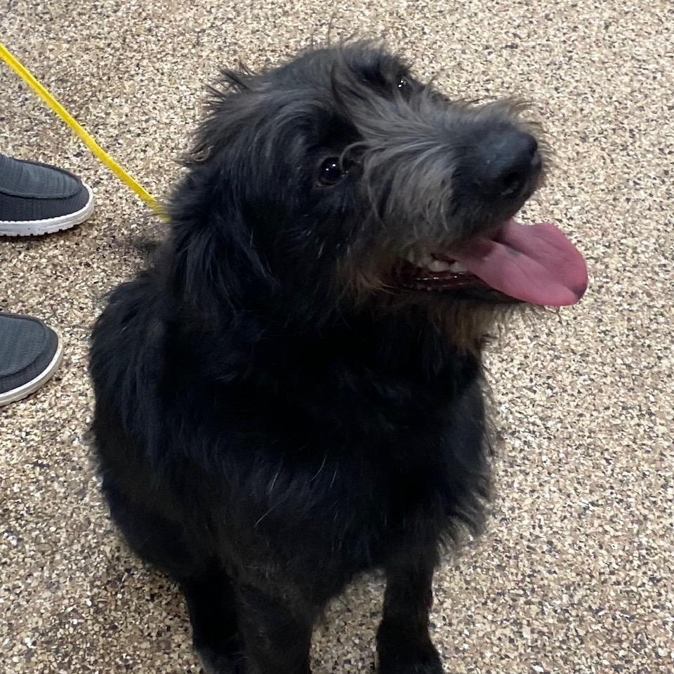 Eddy, an adoptable Terrier in Dickinson, ND, 58601 | Photo Image 1