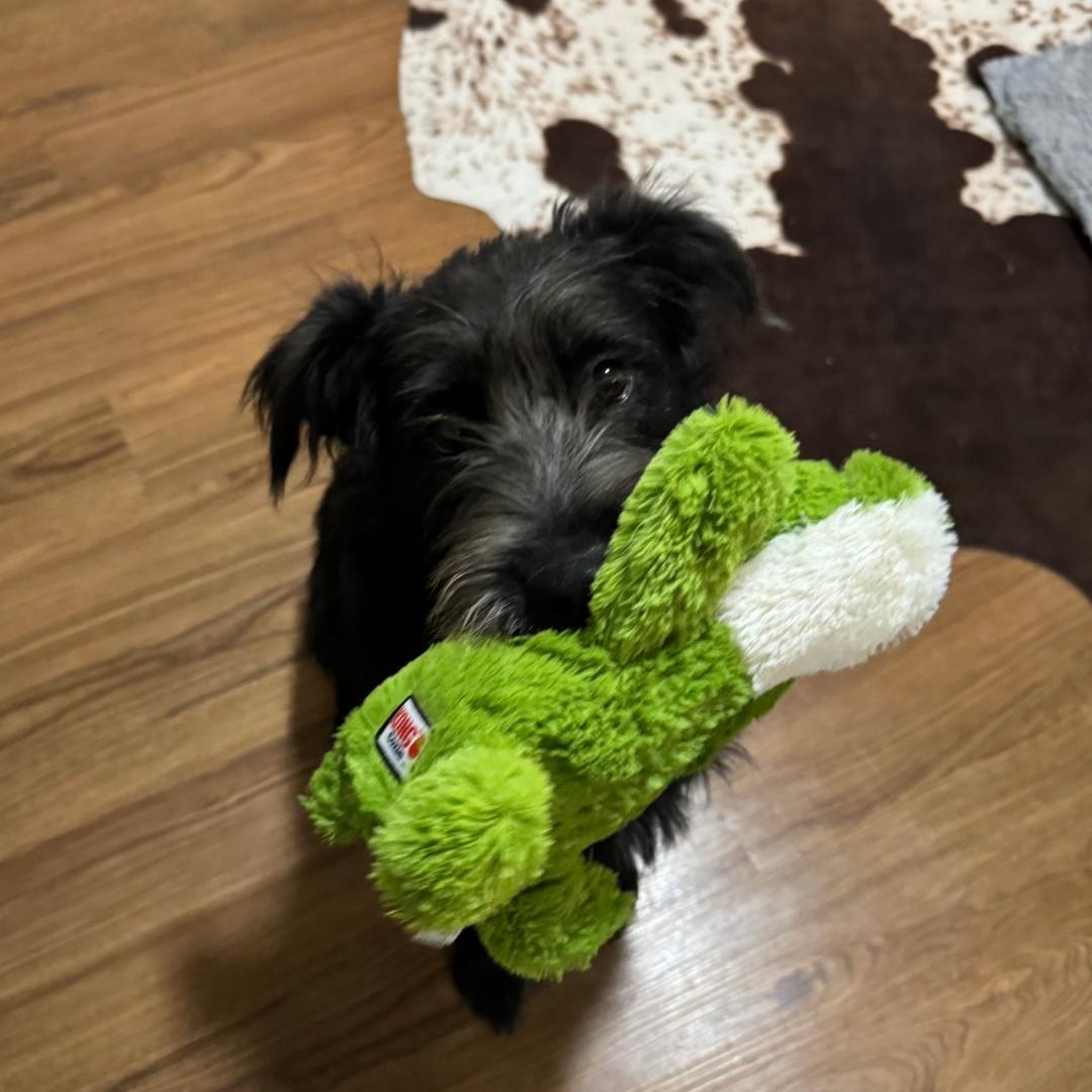 Eddy, an adoptable Terrier in Dickinson, ND, 58601 | Photo Image 2