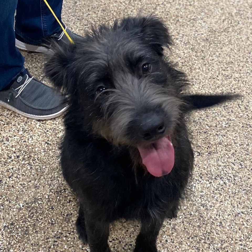 Eddy, an adoptable Terrier in Dickinson, ND, 58601 | Photo Image 3