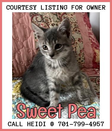 Sweet Pea - COURTESY LISTING FOR OWNER, an adoptable Domestic Medium Hair in Valley City, ND, 58072 | Photo Image 1