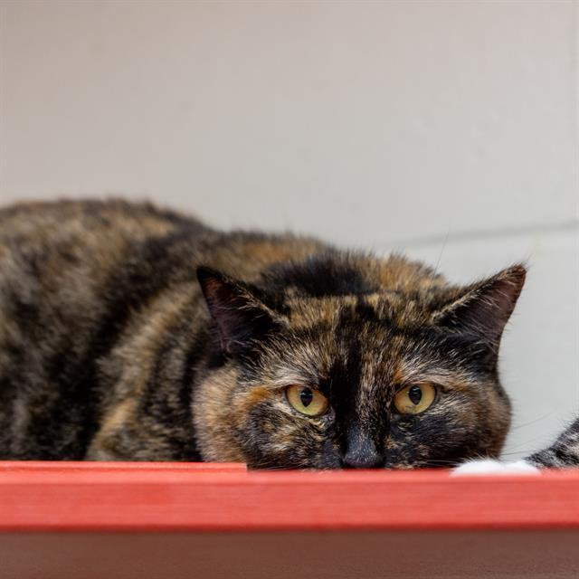 MOMMA, Adoptable, Adult Female Domestic Short Hair.