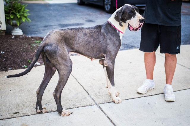 Gelo, Adoptable, Young Male Great Dane.