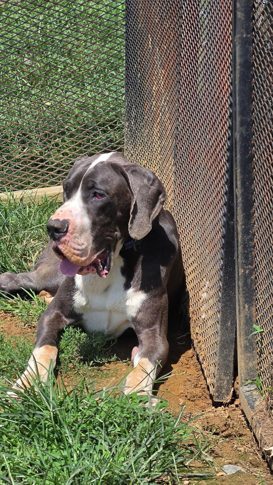 Gelo, Adoptable, Young Male Great Dane.