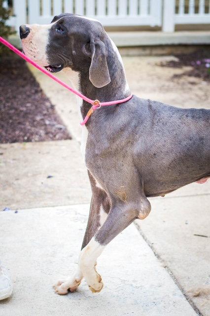 Enlarge Gelo, a Adoptable Great Dane in Chambersburg, PA image 2/3