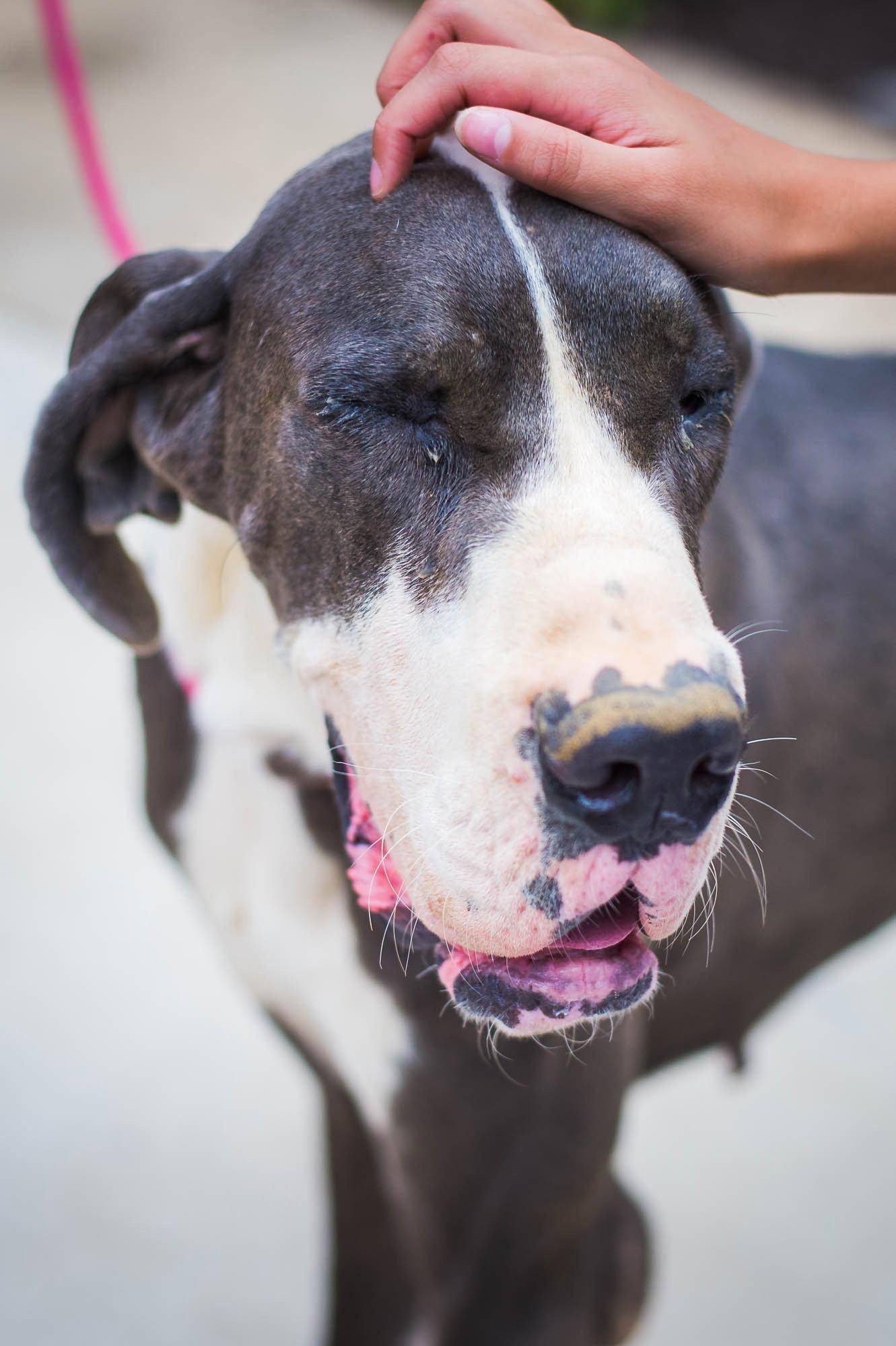 Enlarge Gelo, a Adoptable Great Dane in Chambersburg, PA image 3/3