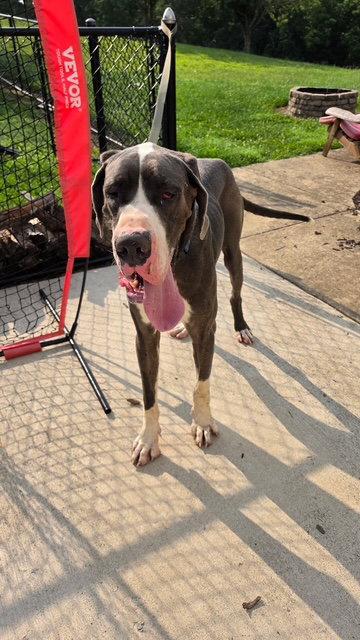 Enlarge Gelo, a Adoptable Great Dane in Chambersburg, PA image 2/3