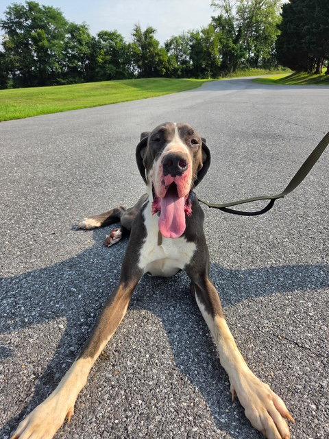 Enlarge Gelo, a Adoptable Great Dane in Chambersburg, PA image 3/3