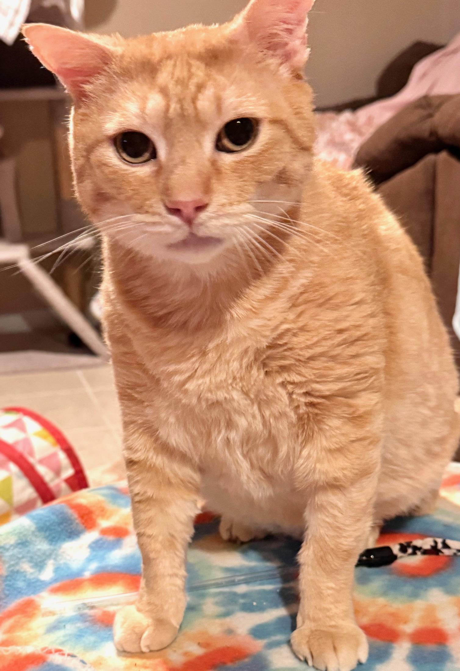 Tiger, an adoptable Domestic Short Hair in Sedalia, MO image 2/6