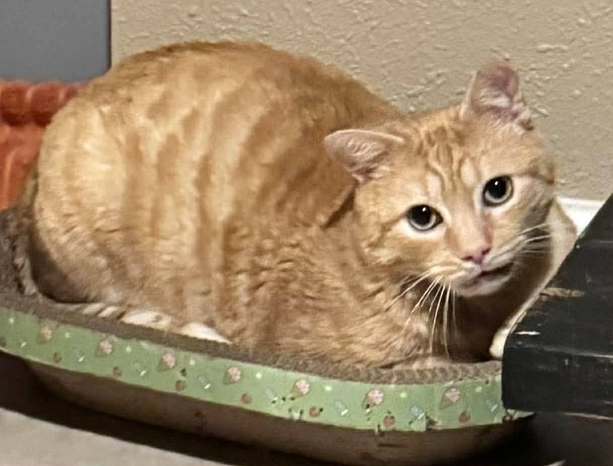 Enlarge Tiger, an adoptable Domestic Short Hair in Sedalia, MO image 3/4