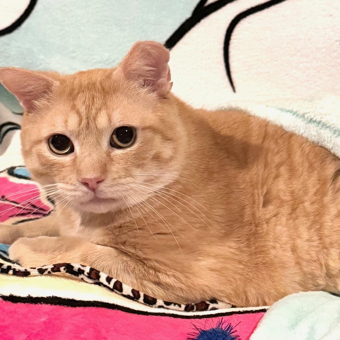 Tiger, adoptable, Adult Male Domestic Short Hair.