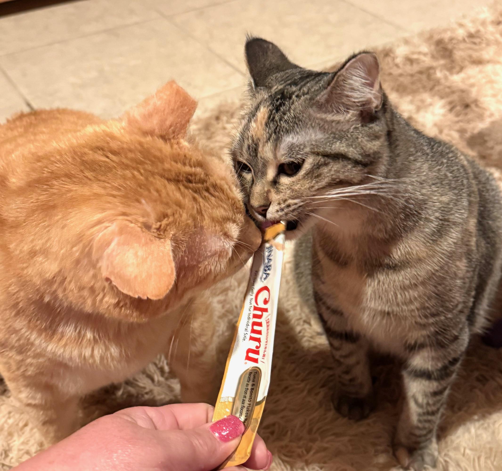 Tiger, an adoptable Domestic Short Hair in Sedalia, MO image 6/6