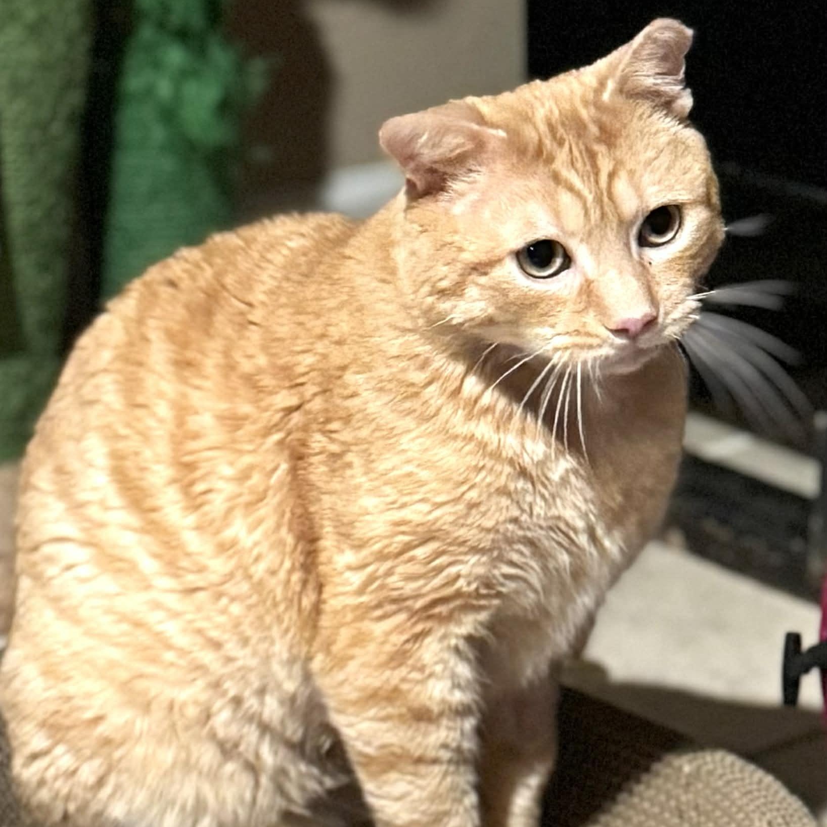 Tiger, Adoptable, Adult Male Domestic Short Hair.