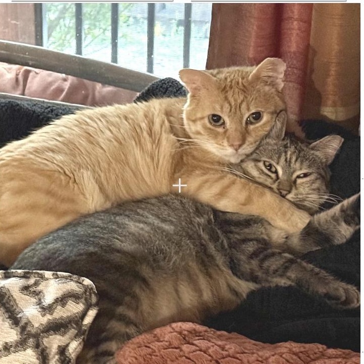 Enlarge Tiger & Marble, a Adopted Domestic Short Hair in Sedalia, MO image 5/5
