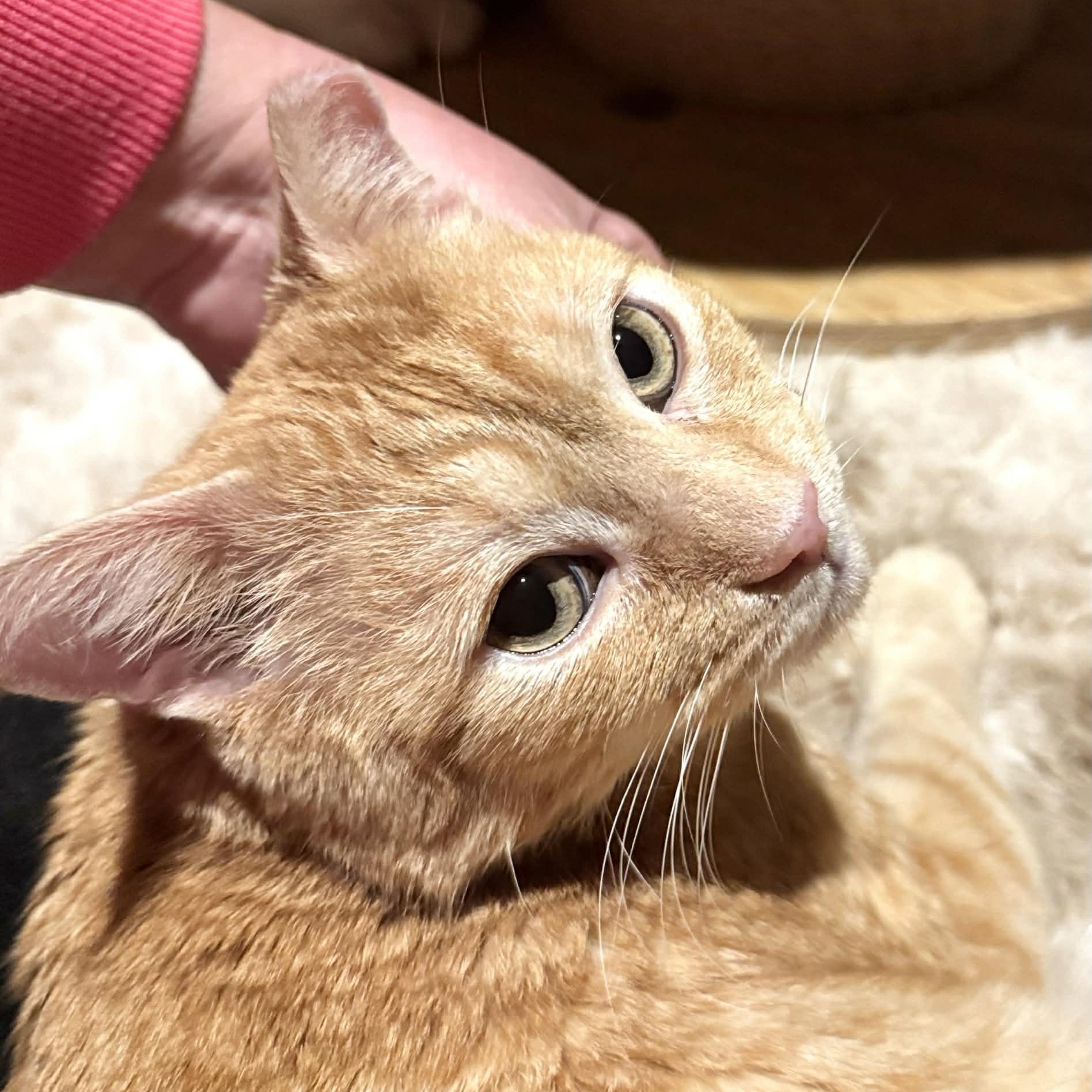 Enlarge Tiger, an adoptable Domestic Short Hair in Sedalia, MO image 4/4