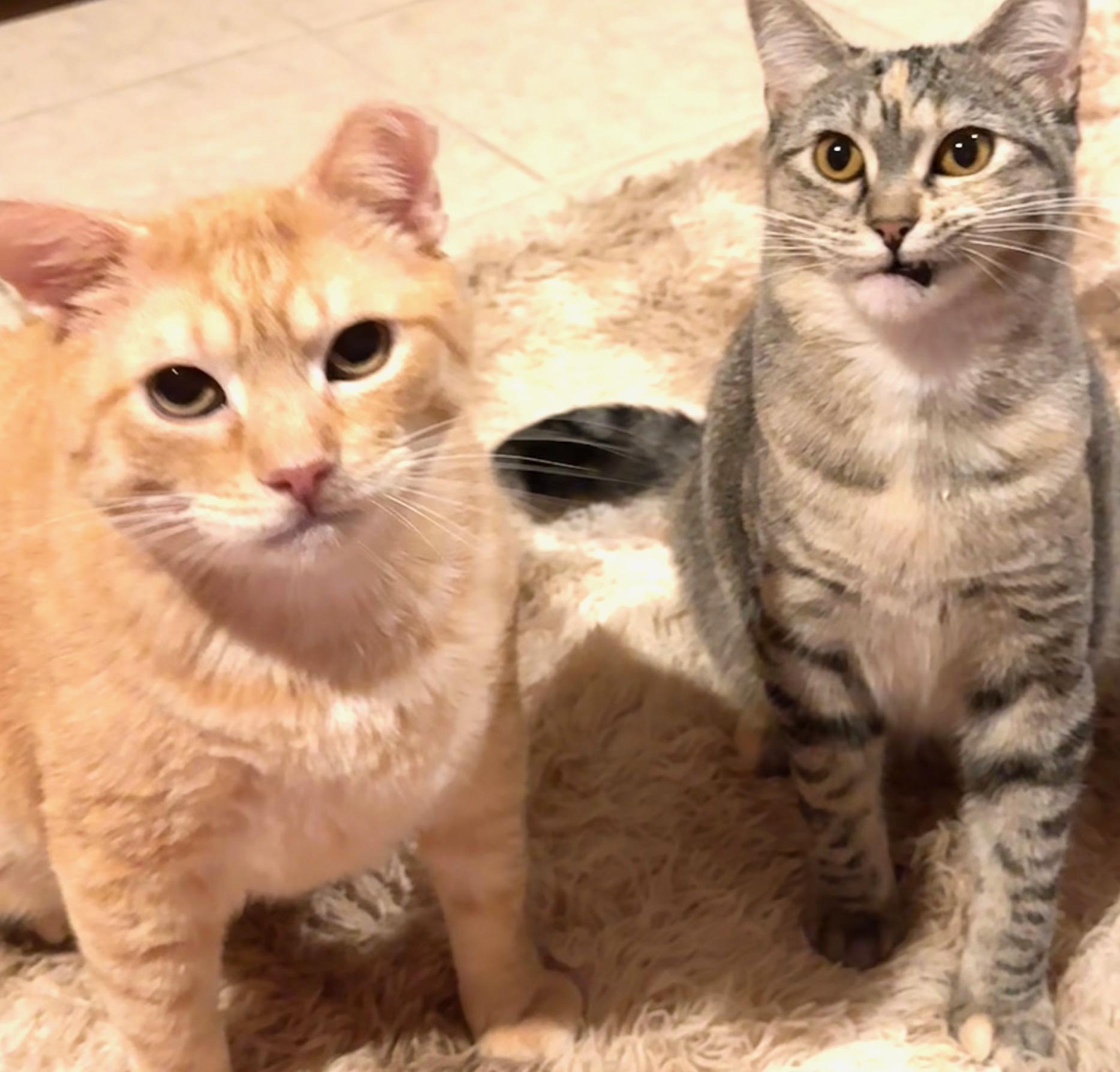 Tiger & Marble, Adopted, Adult Male Domestic Short Hair.