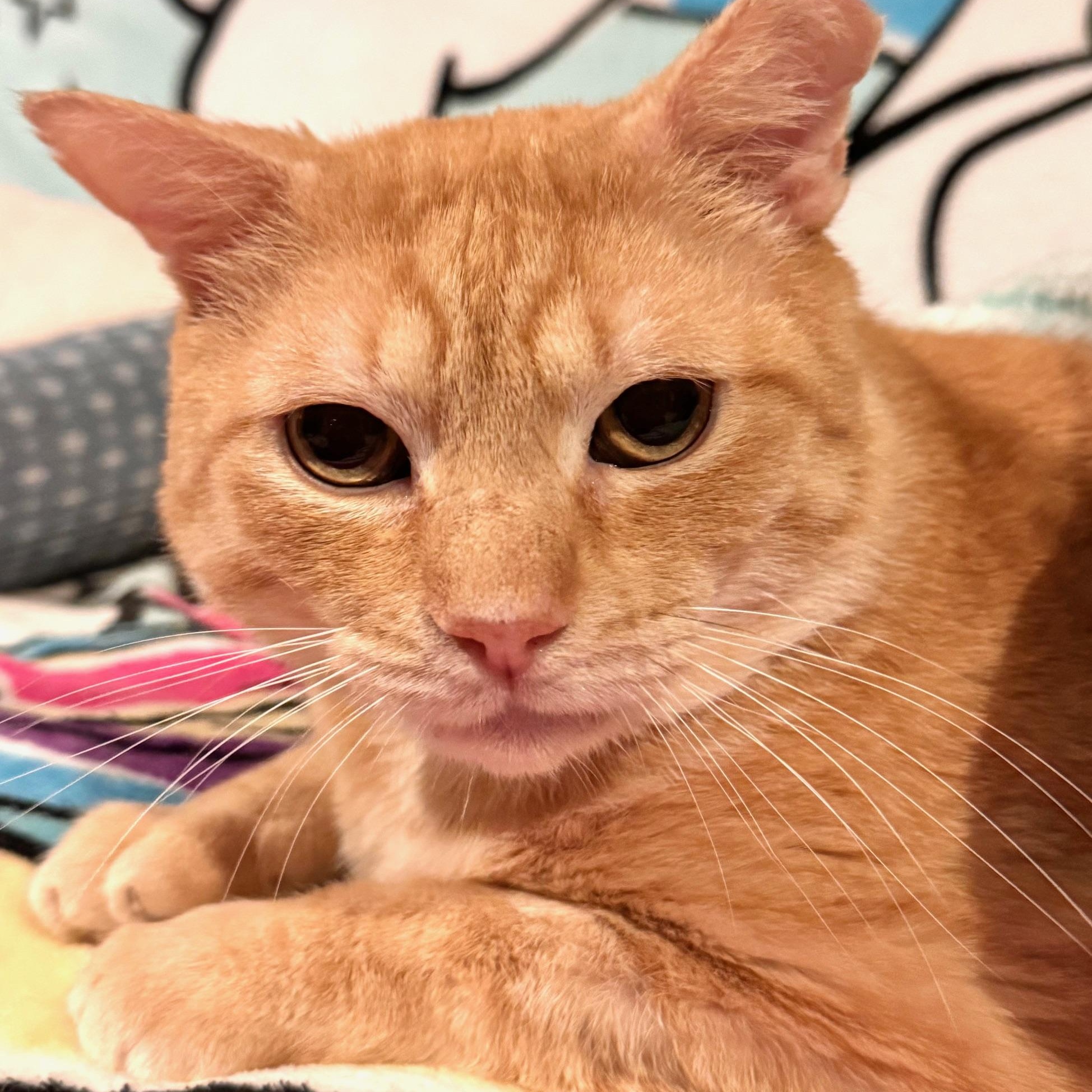 Tiger, an adoptable Domestic Short Hair in Sedalia, MO image 4/6