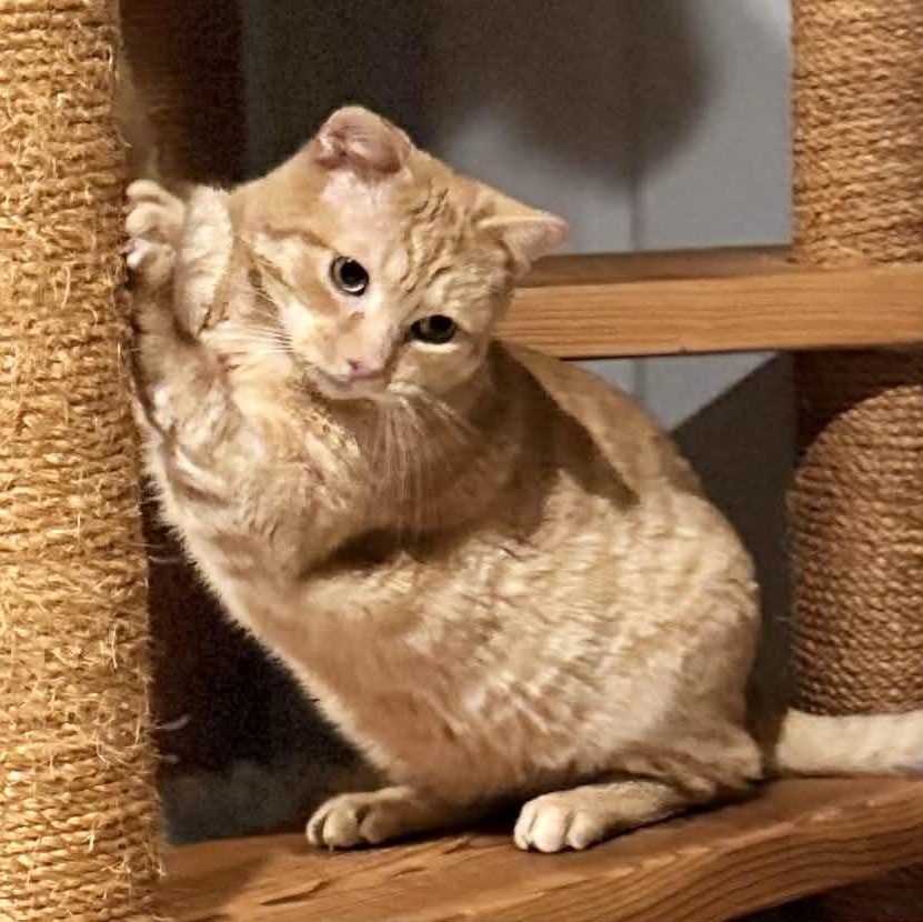 Enlarge Tiger, an adoptable Domestic Short Hair in Sedalia, MO image 2/4