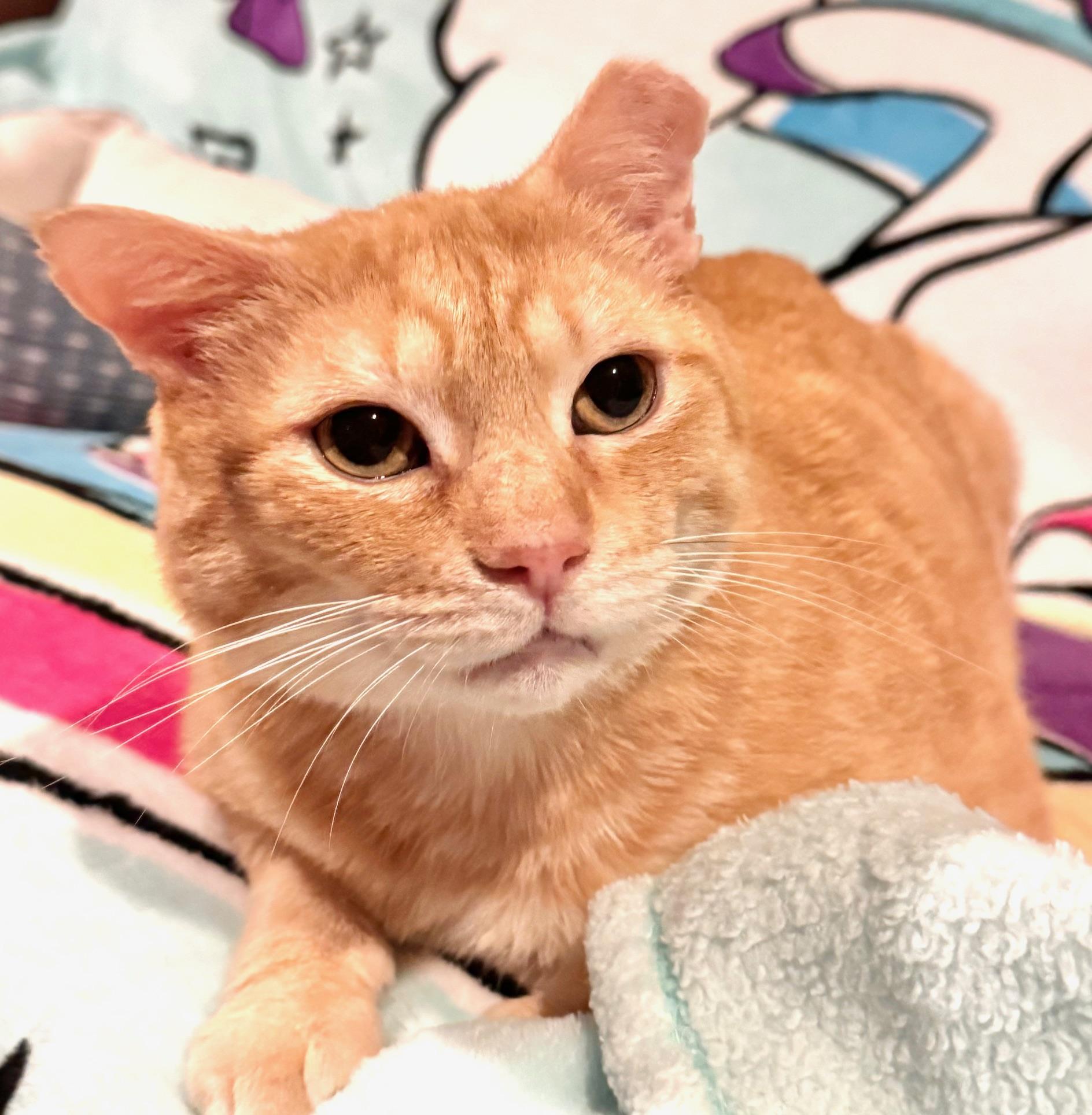 Tiger, an adoptable Domestic Short Hair in Sedalia, MO image 5/6