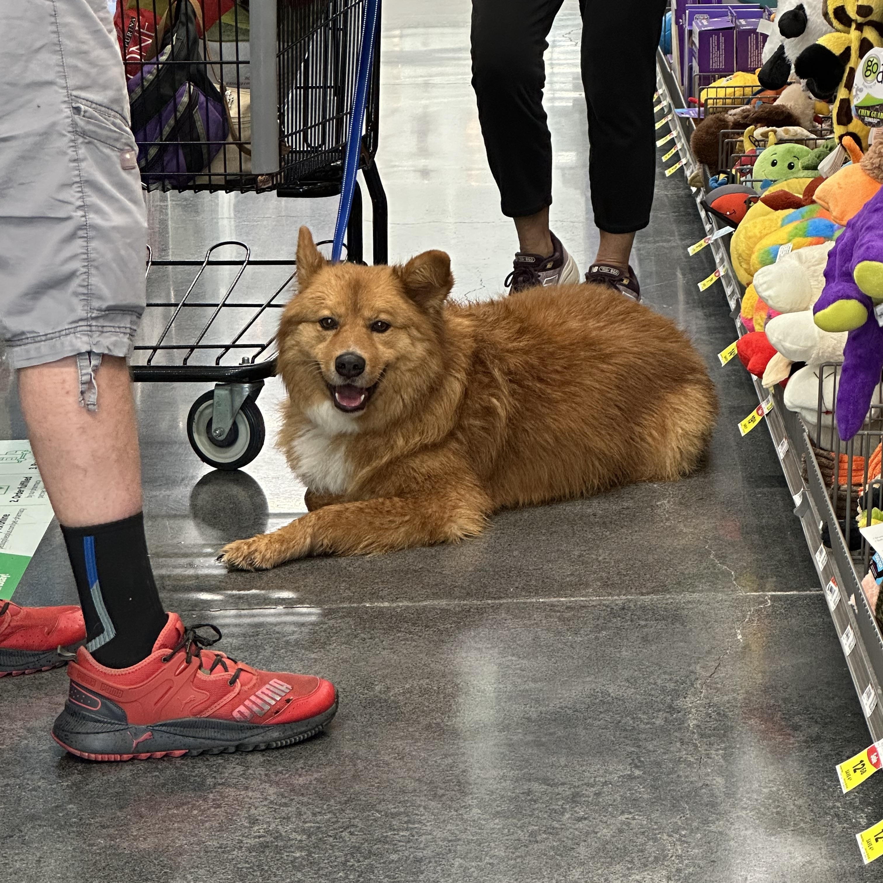 Lucas Ray Jackson, a Adoptable mixed breed in Sherman, CT image 5/6