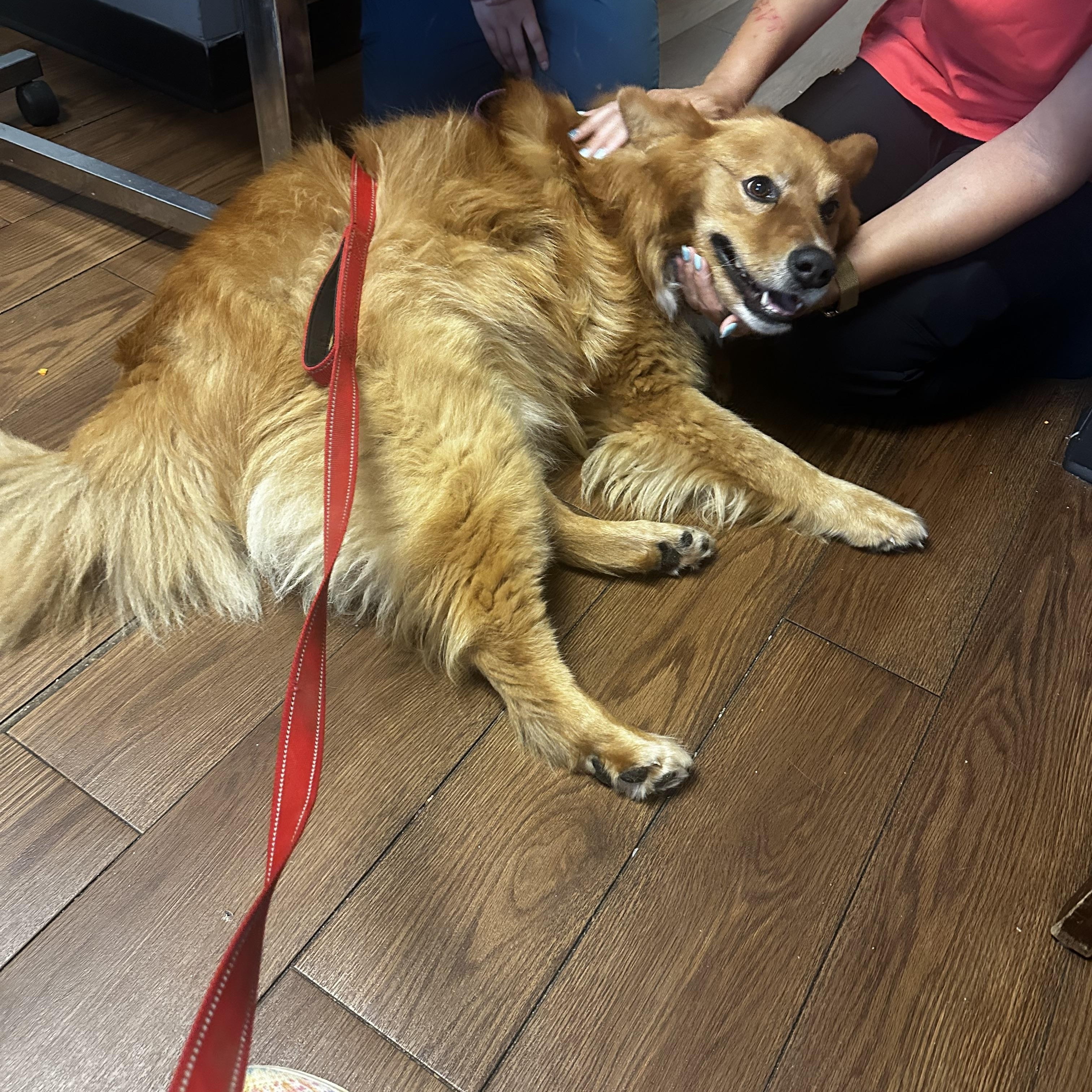 Lucas Ray Jackson, a Adoptable mixed breed in Sherman, CT image 2/6