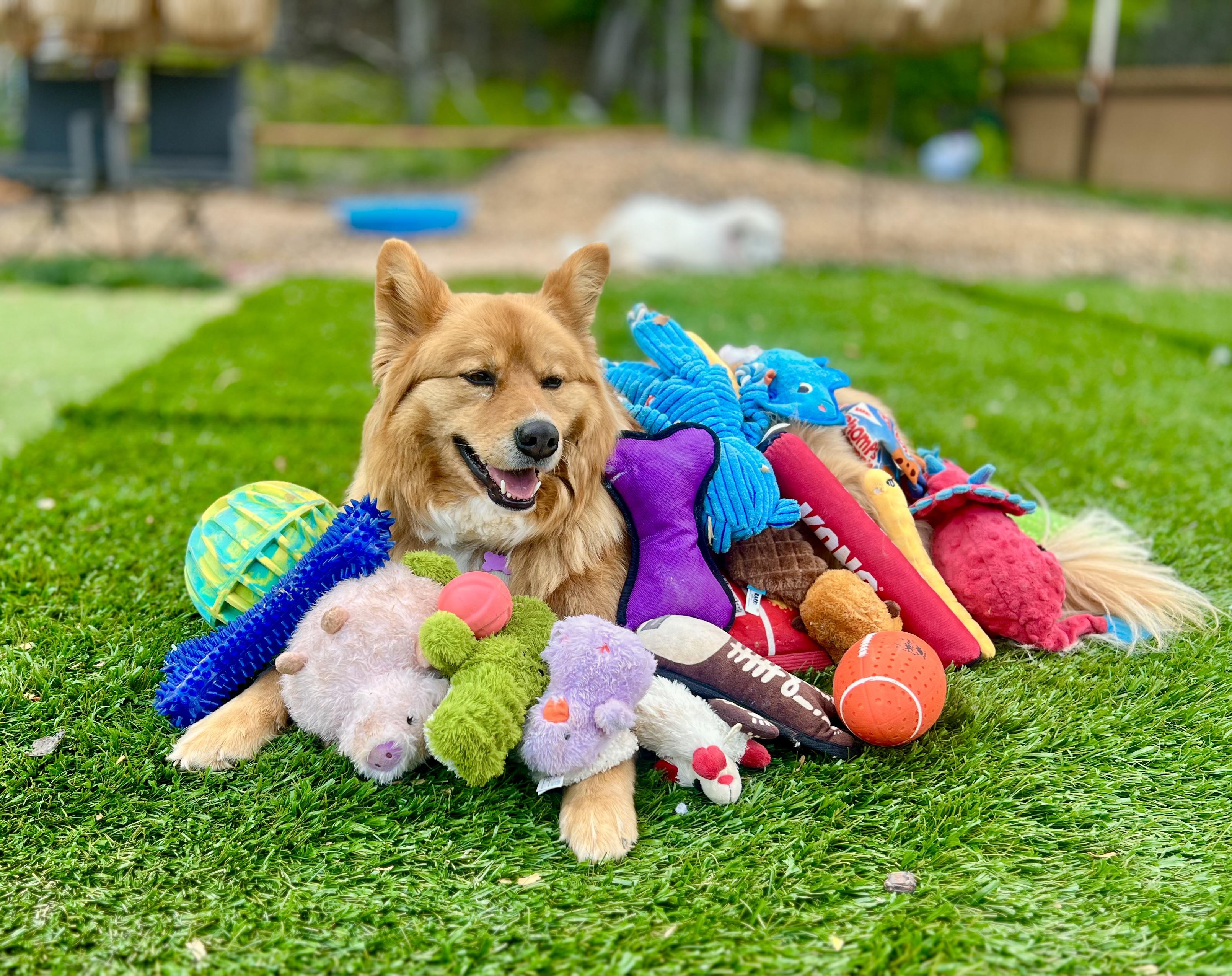 Lucas Ray Jackson, Adoptable, Adult Male Finnish Spitz & Chow Chow.