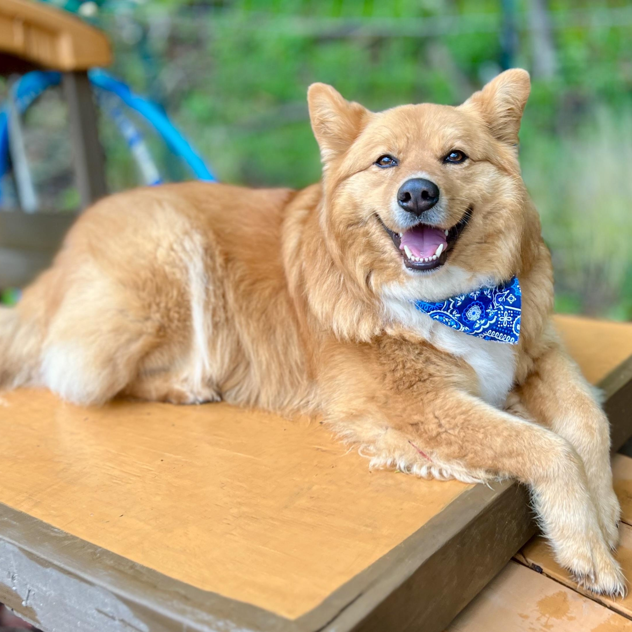 Lucas Ray Jackson, a Adoptable mixed breed in Sherman, CT image 4/6