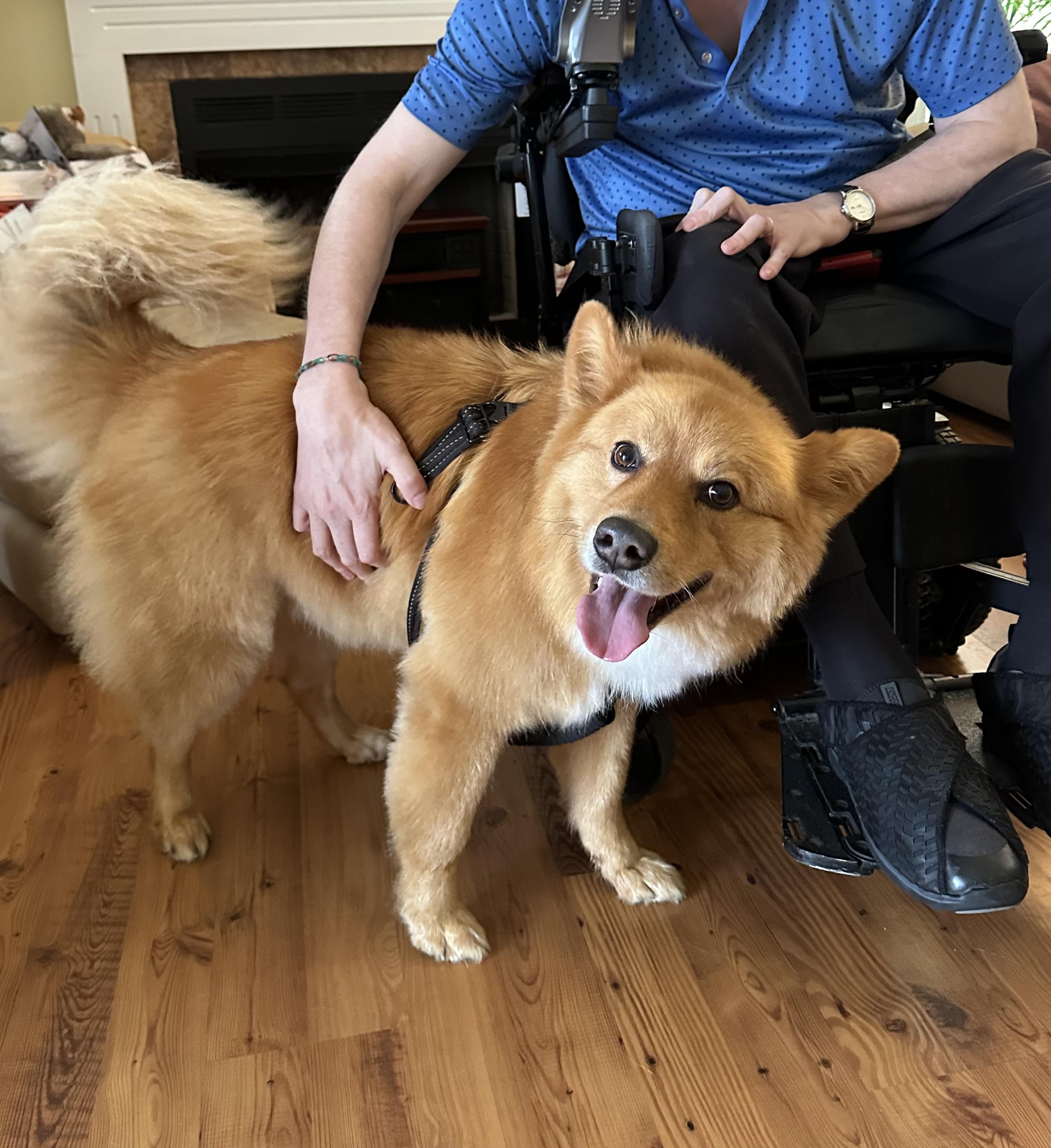 Lucas Ray Jackson, Adoptable, Adult Male Samoyed & Corgi.