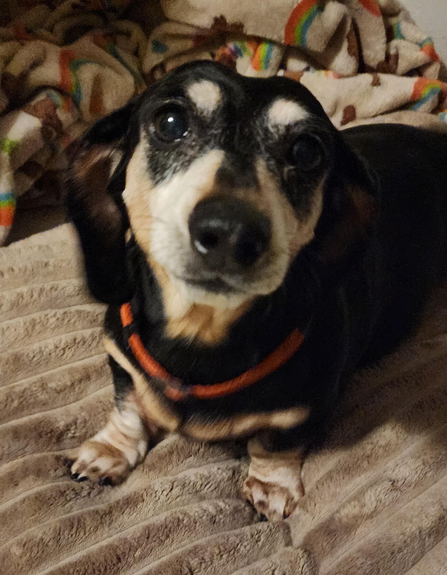 Mary, Adopted, Senior Female Dachshund.