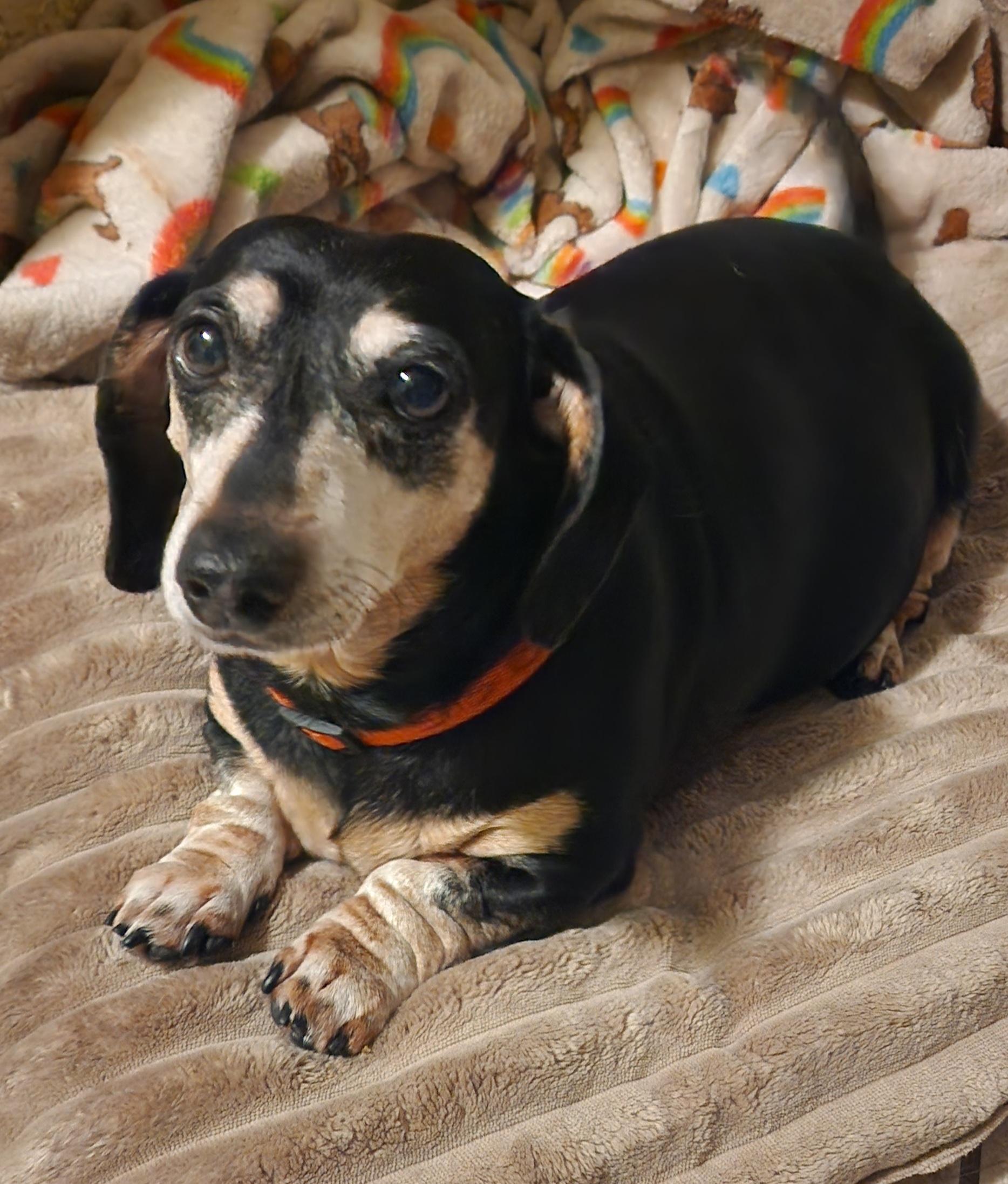 Enlarge Mary, a Adopted Dachshund in Des Moines, IA image 2/2