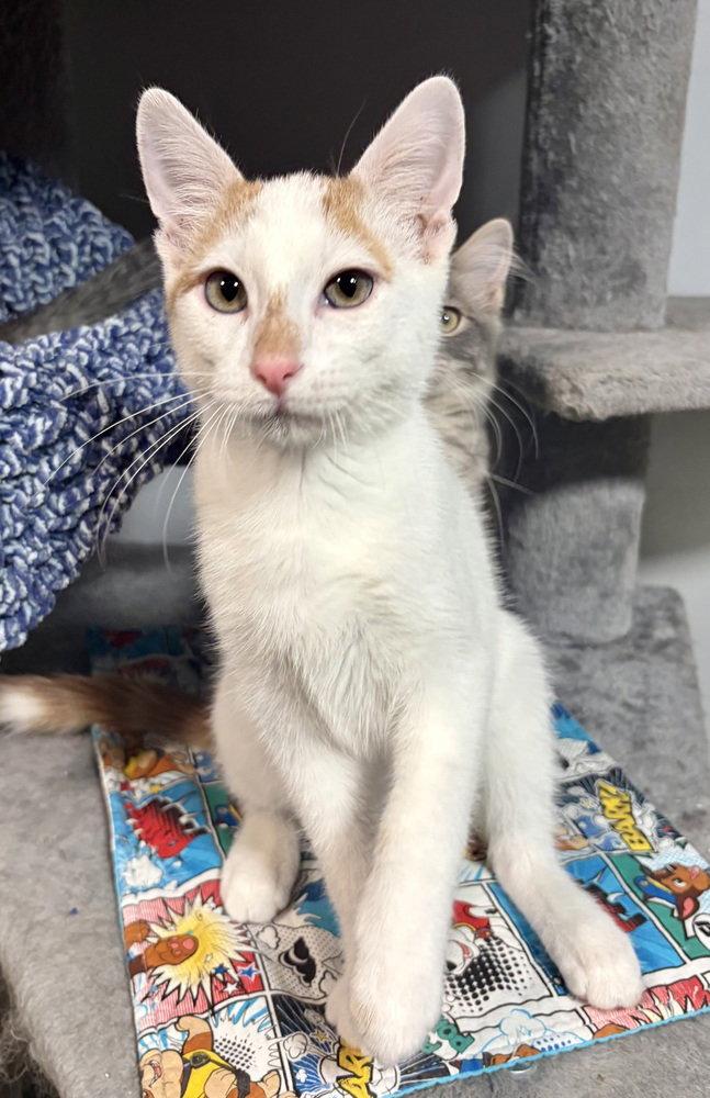 Enlarge Jack, a Adoptable mixed breed in O'Fallon, MO image 1/3