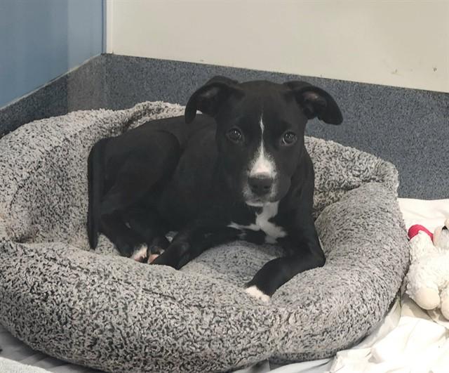 Enlarge PEANUT, a Adoptable mixed breed in St. Louis, MO image 1/1