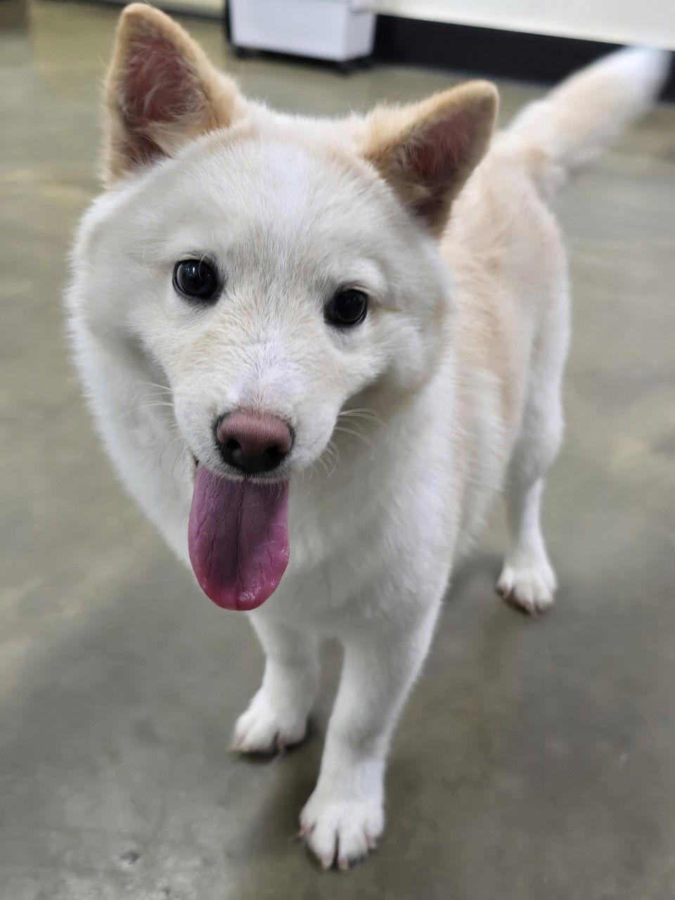 Enlarge CHUSEOK, a Adopted mixed breed in Agoura Hills, CA image 2/3